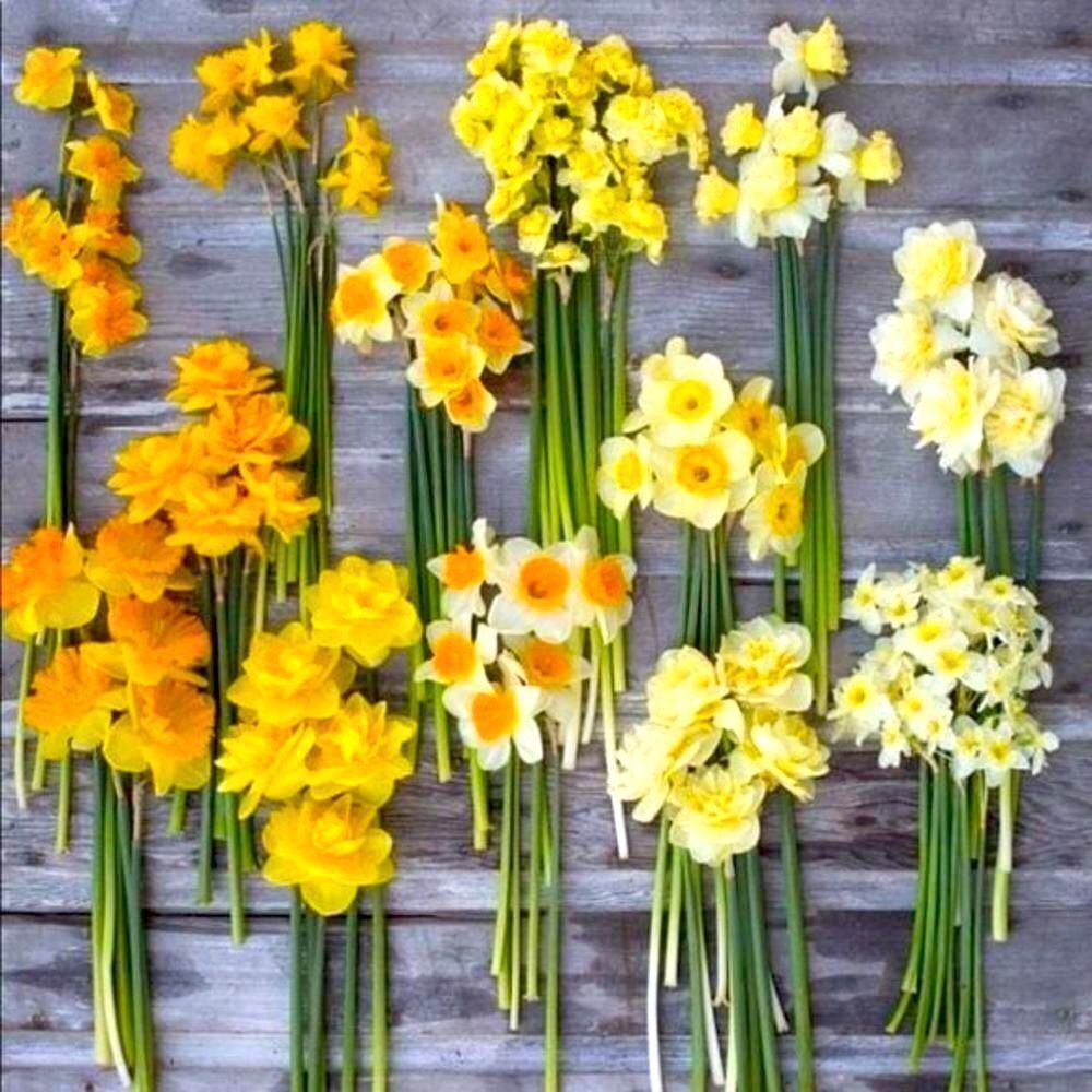 🌼5for$25🌼Sale! Bundle and save! Up to‎ 5lbs